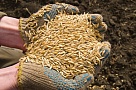 В Пий-Хемском районе  Тувы создается семеноводческое хозяйство  